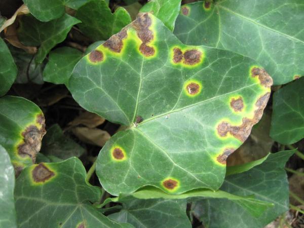 necrotic and chlorotic spots on english ivy